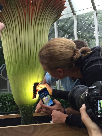 PHOTO: Chicago Botanic Garden President and CEO Sophia Shaw pollinates a titan arum from the collection.
