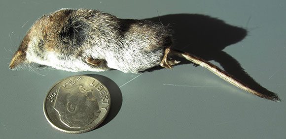 A long-tailed shrew, the masked shrew (Sorex cinereus).