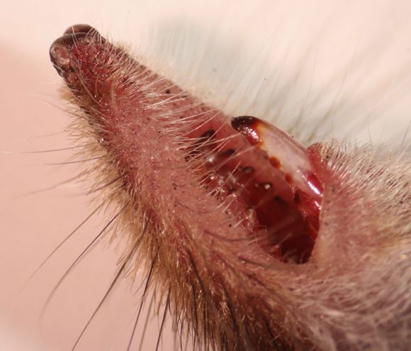 The teeth of the masked shrew (Sorex cinereus).
