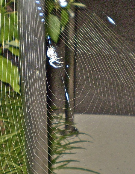 PHOTO: Spiderweb silk is used by hummingbirds as a nest liner.