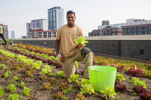 PHOTO: Stacey Kimmons, a crew member of Windy City Harvest, harvesting lettuce from the roof.