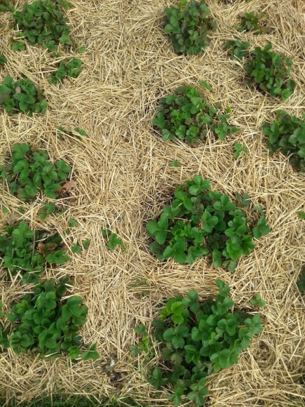 PHOTO: Rows of strawberry plants mulched with (what else?) straw.