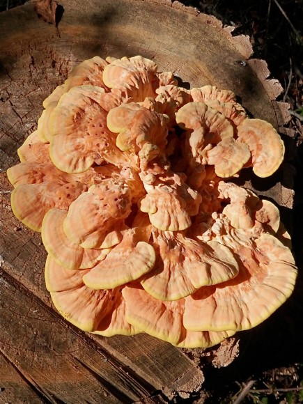 PHOTO: Sulphur polypore, or chicken-of-the-woods fungus (Laetiporus sulphureus).