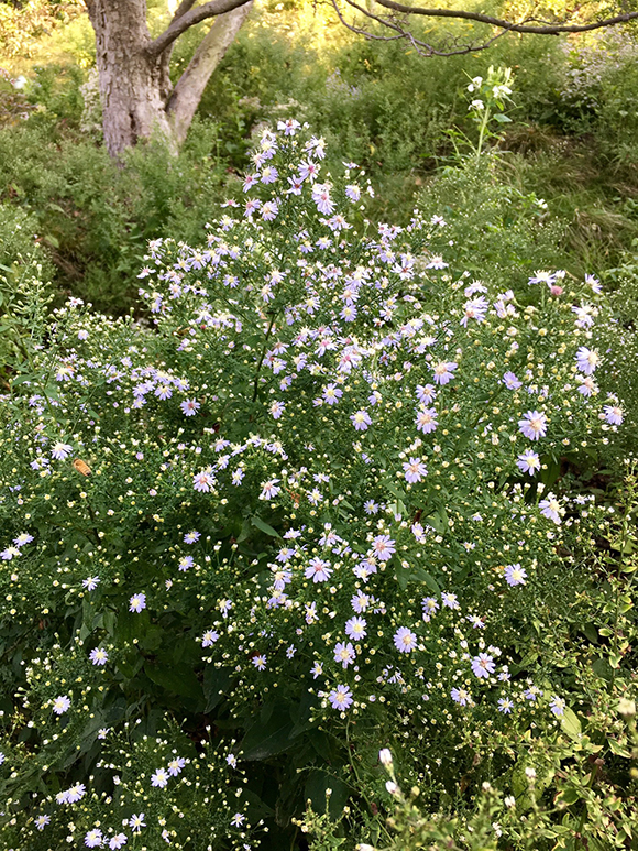 Avondale blue wood aster (Symphyotrichum cordifolium 'Avondale')