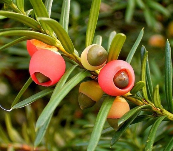 PHOTO: Closeup of yew berries showing seed/nut inside the berry.