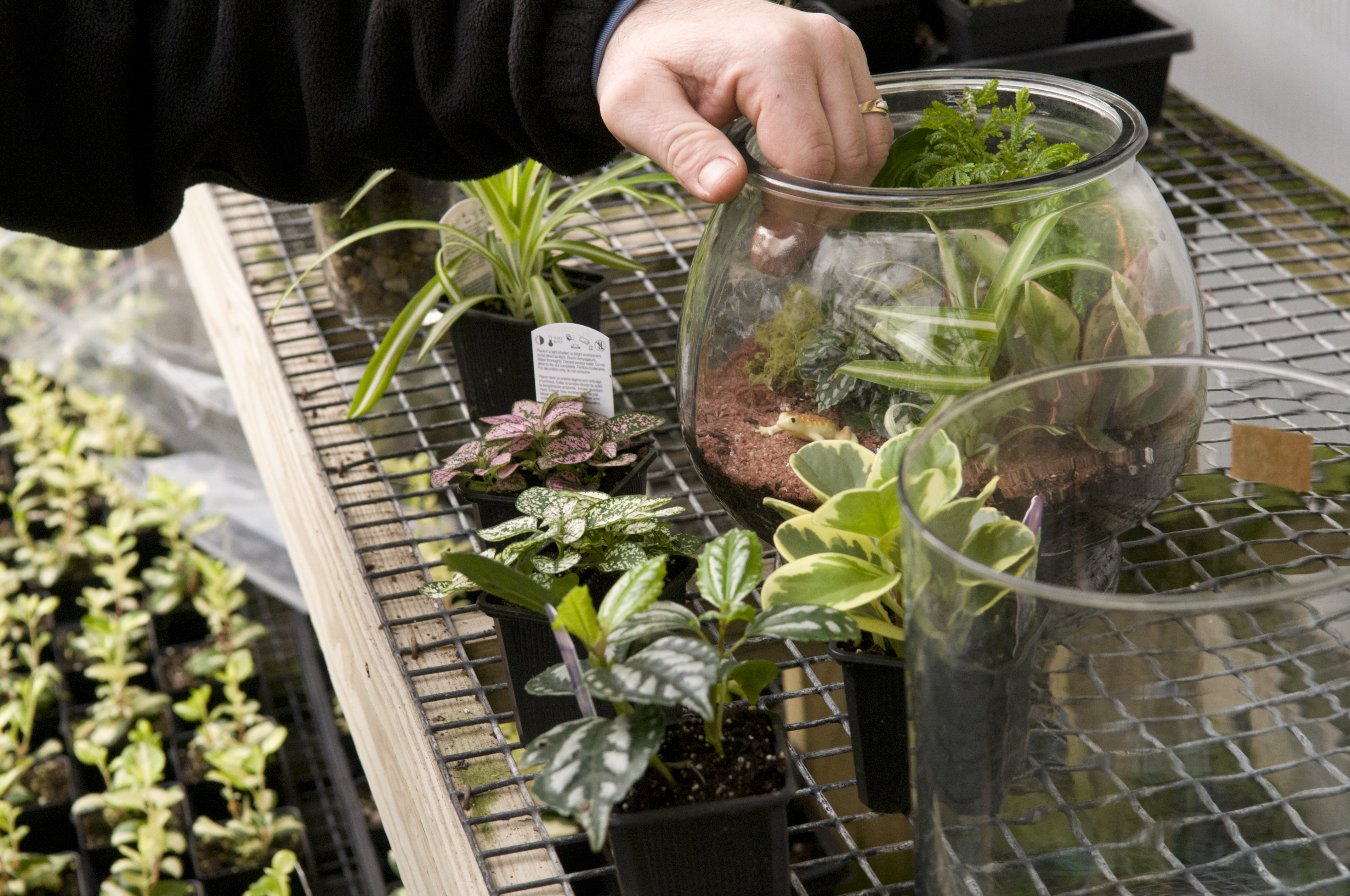 How to Plant a Glass Jar Terrarium