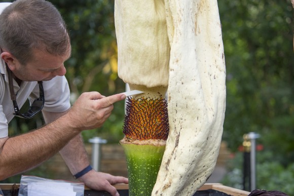 PHOTO: As the spadix collapses from age, horticulturist Tim Pollak harvests the pollen from Spike's male flowers.