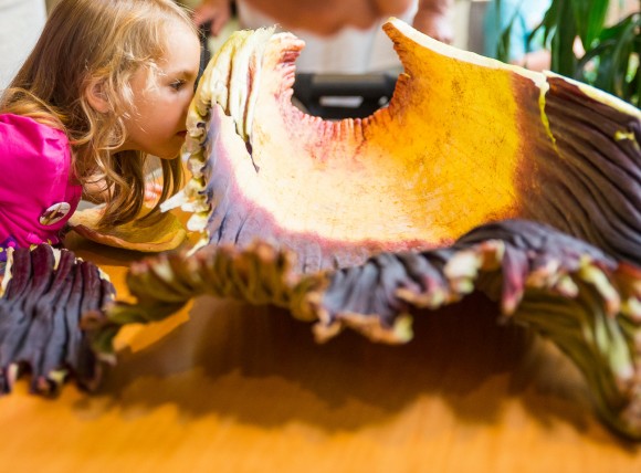 PHOTO: A young girl sniffs the titan arum's removed spathe.