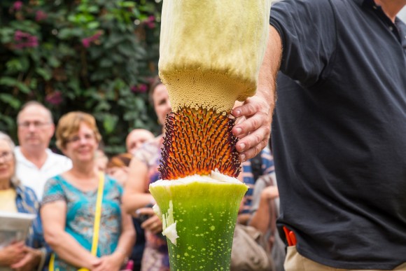 PHOTO: Tim Pollak and Dr. Shannon Still point out plant parts of the titan arum to the gathered crowd of visitors.