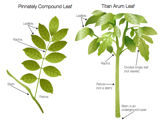 ILLUSTRATION: Titan arum leaf parts diagram.