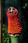 PHOTO: The mature fruit of this Amorphophallus titanum is now being collected for seed.