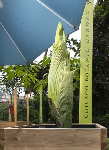 PHOTO: Corpse flowers (Amorphophallus titanum) on display in a variety of life stages: in fruit, leaf, and bud.