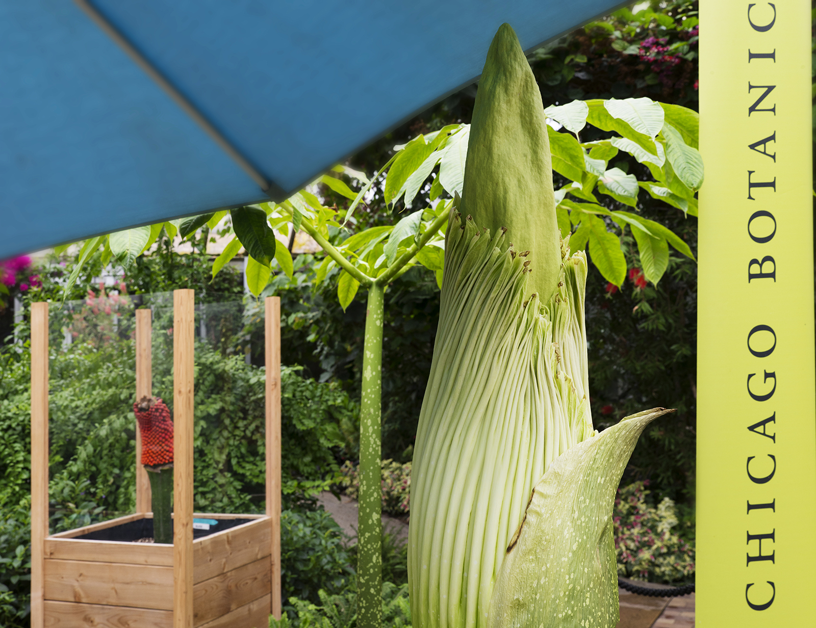 Ten Things to Know About Corpse Flowers