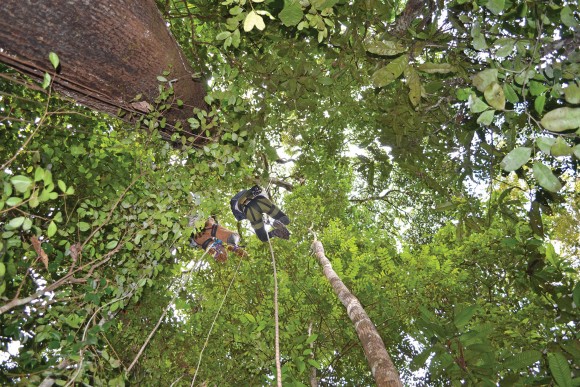 PHOTO: Tracy Misiewicz climbs into the canopy of a tropical rainforest to collect data on pollination.