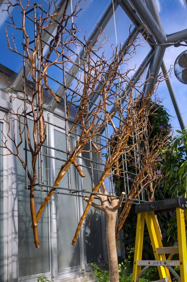 PHOTO: A metal cage holding branches is suspended from the greenhouse's glass ceiling.