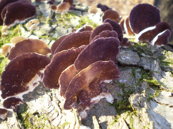 PHOTO: Another Trichaptum biforme (Violet-toothed polypore).
