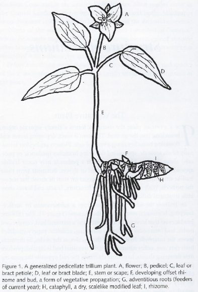 Trillium plant parts illustration.
