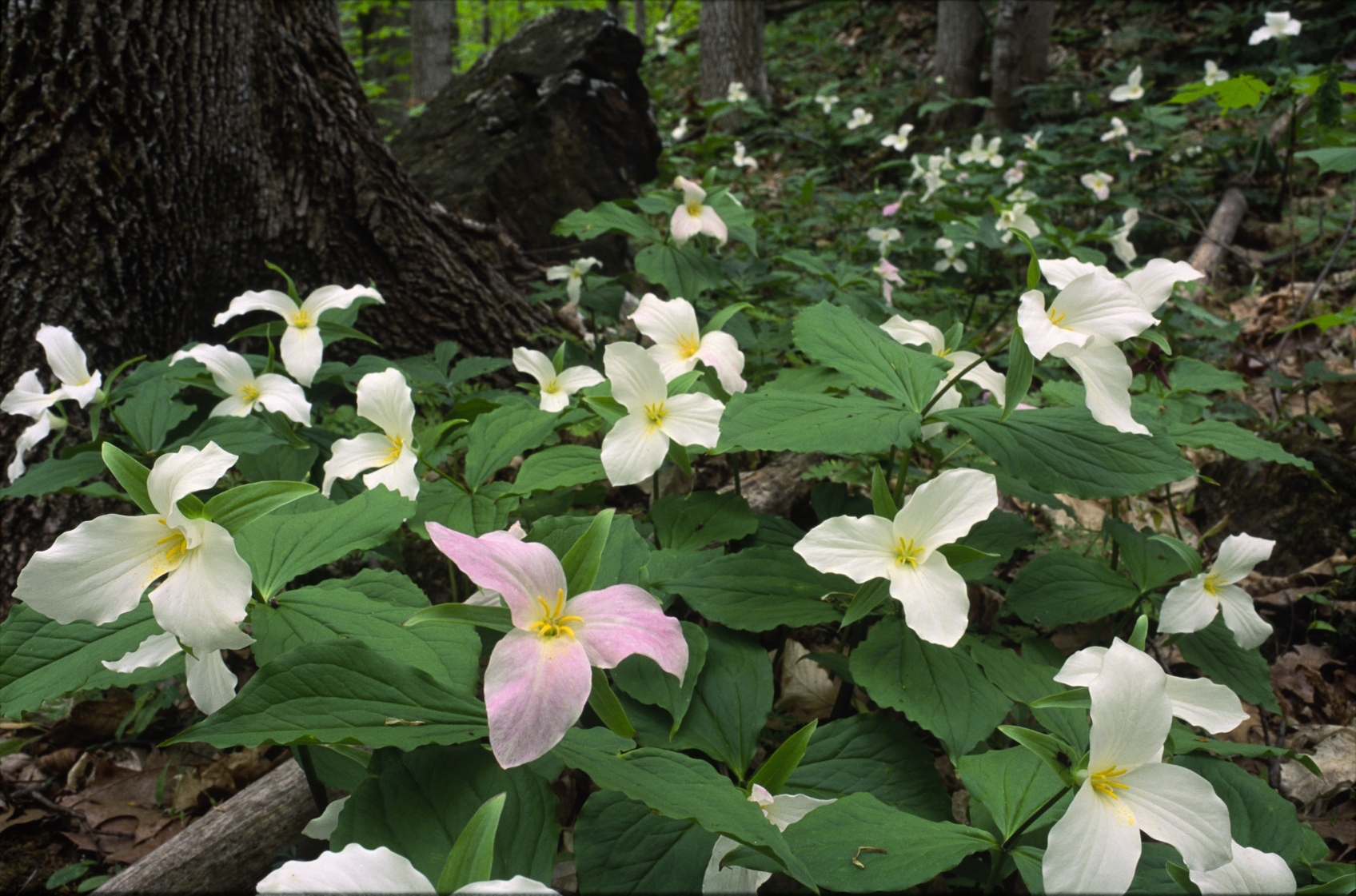 A ground-level view of forest trilliums in spring bloom