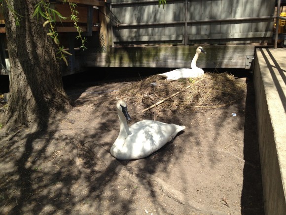 Trumpeter swans on their nest near the Garden's Visitor Center in spring 2013