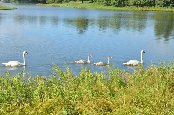 Mom, dad, and the kids going for a paddle around the Garden Lakes
