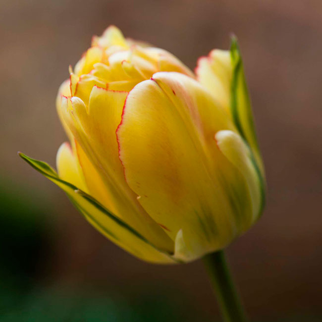 PHOTO: A yellow tulip's petals are edged in red and green.