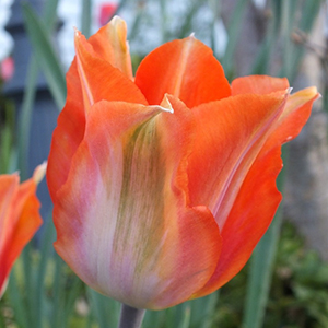 Tulipa 'Amazone'