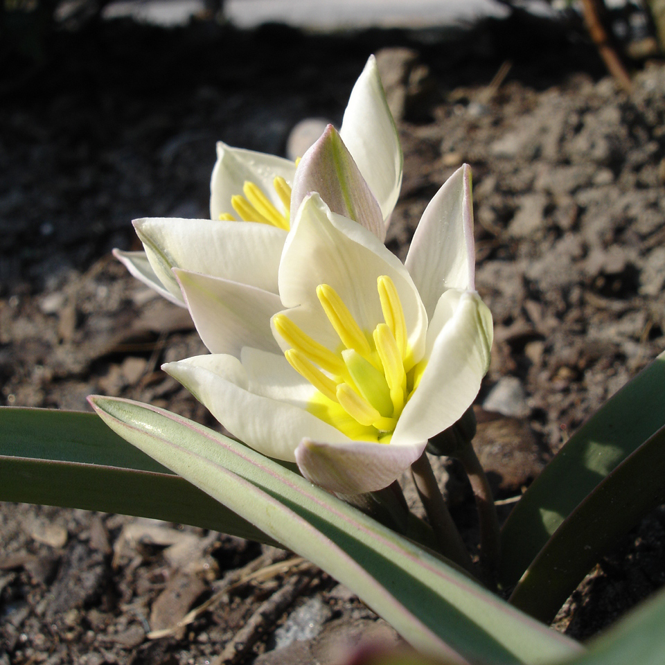 PHOTO: Tulipa biflora, also known as Tulipa polychroma, is a great species tulip for the green roof.
