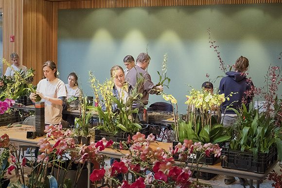 Volunteers from all departments unpack orchids for the Orchid Show 2017.