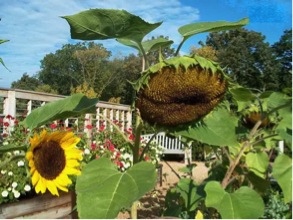 Sunflowers in the Grunsfeld Children’s Growing Garden