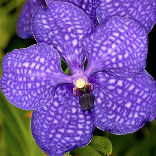PHOTO: Vanda manuvadee orchid.