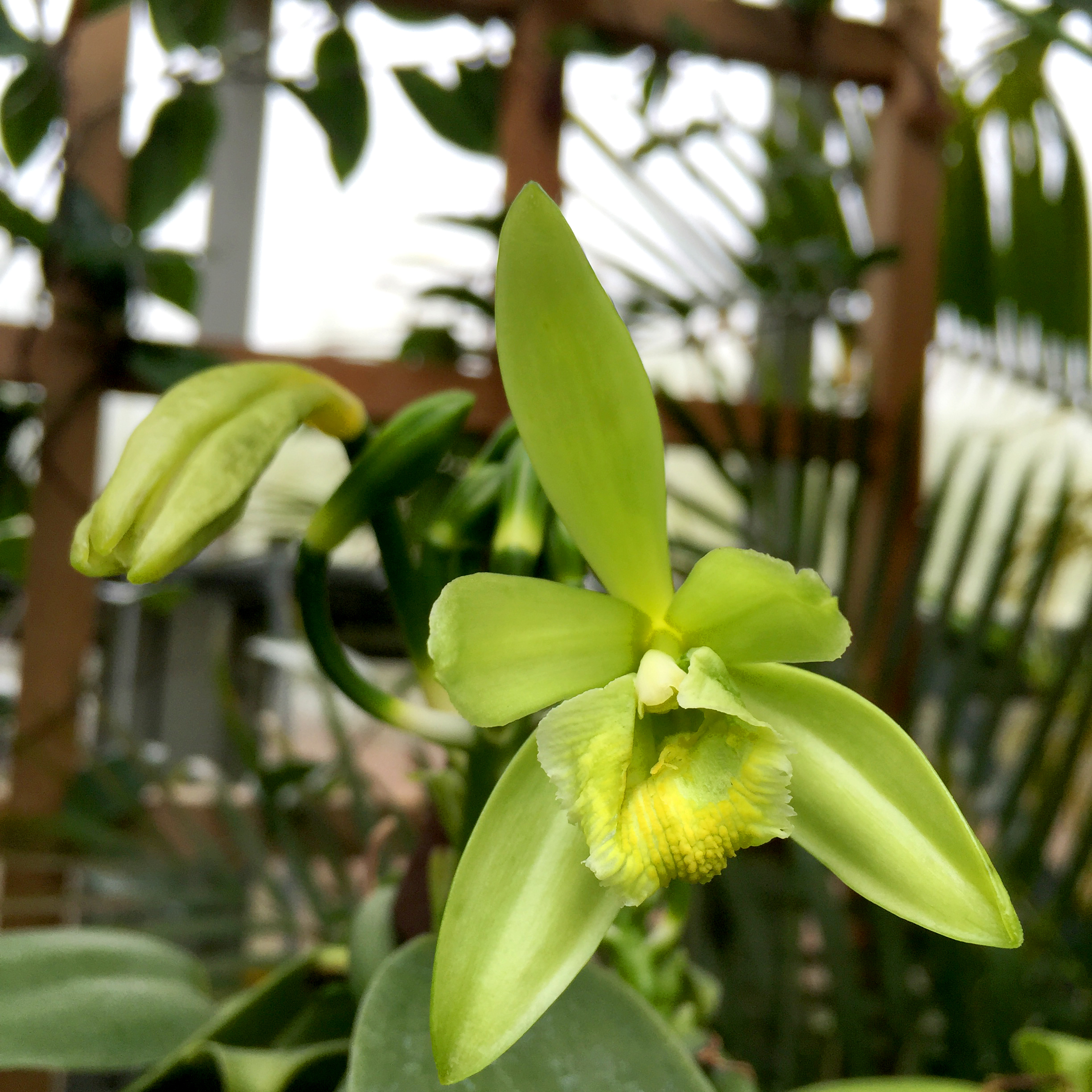 Now Blooming: Vanilla