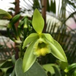 Vanilla planifolia before pollination