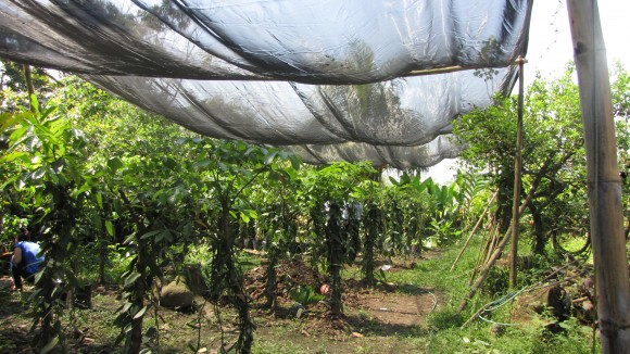 PHOTO: A length of canopies shields the growing vanilla orchids from harsh direct sunlight.