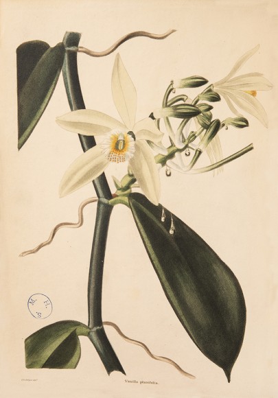 ILLUSTRATION: Vanilla planifolia.