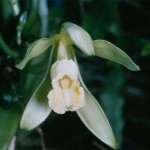 PHOTO: Vanilla planifolia (vanilla orchid) in bloom.