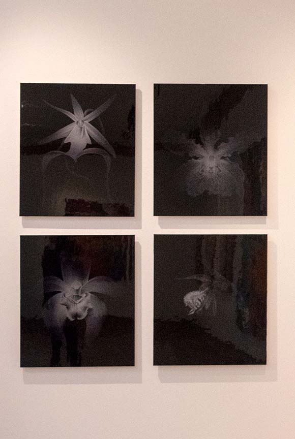 A group of four orchids from the Vanishing Species series by Penelope Gottlieb