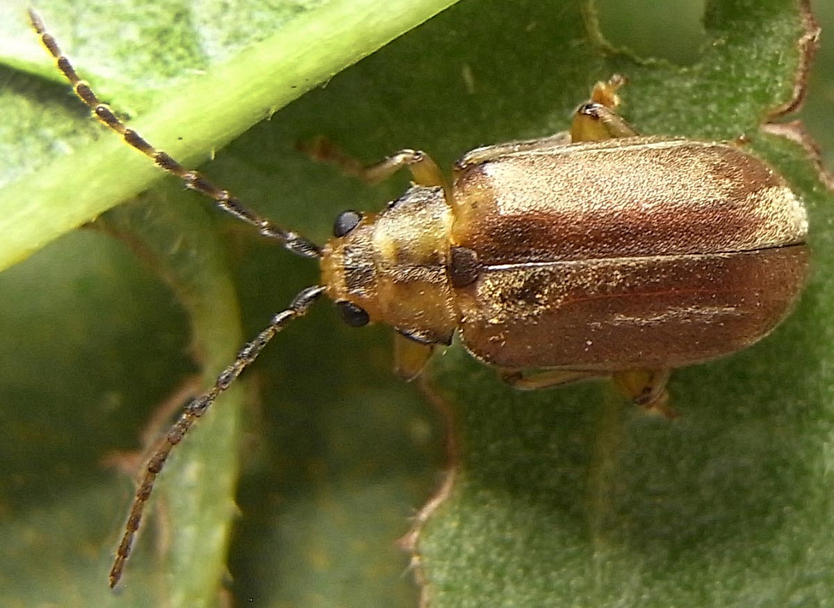 Viburnum leaf beetle