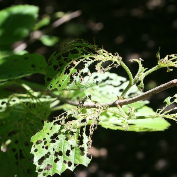 PHOTO: Leaf damage to Viburnum dentatum at the Chicago Botanic Garden by viburnum leaf beetle larvae.