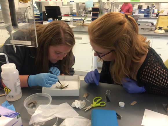 PHOTO: Victoria Luizzi (left) and Andrea Gruver (right) dissect a female moth to count remaining eggs.