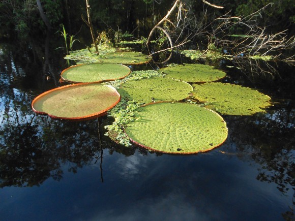 PHOTO: Victoria amazonica, the giant Amazonian waterlily.