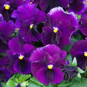Viola 'Fizzy Grape' by Ball Seed