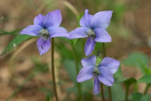 PHOTO: Arrowleaf violet (Viola sagittata)
