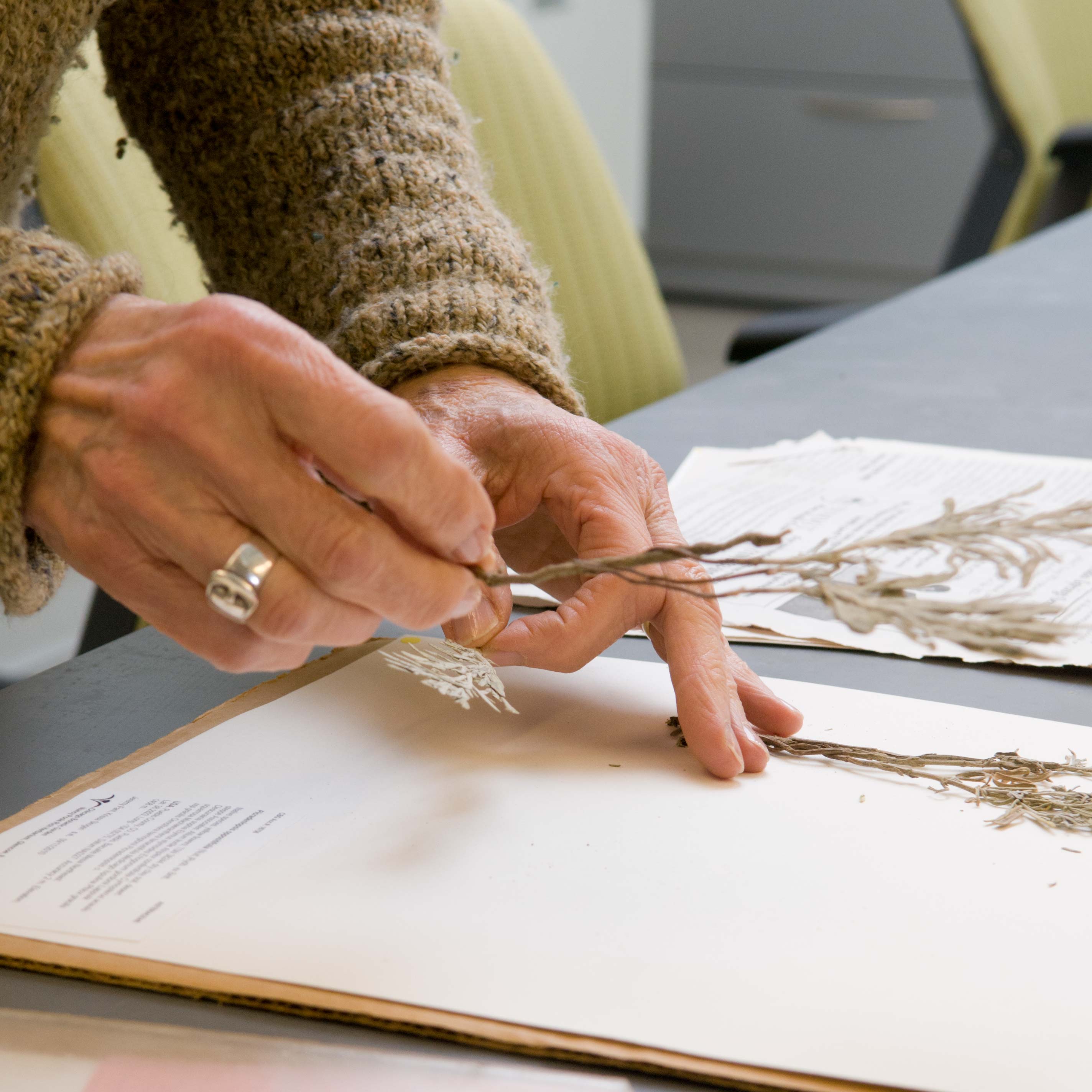 PHOTO: Volunteer Phyllis Baer places plant samples onto herbarium pages.