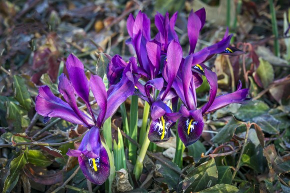 PHOTO: Iris reticulata 'J.S. Dijt' in bloom.