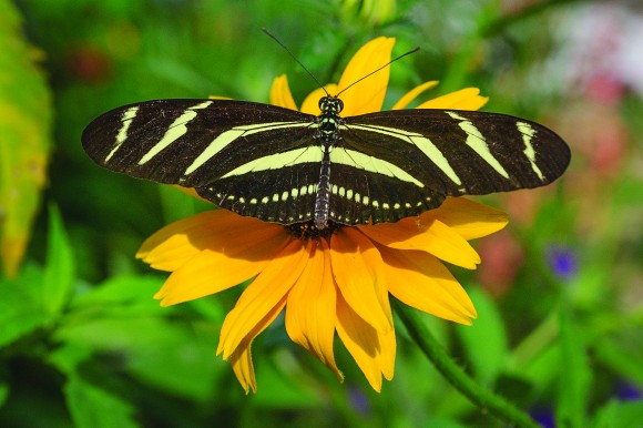 Zebra longwing butterfly (Heliconius charithonia)