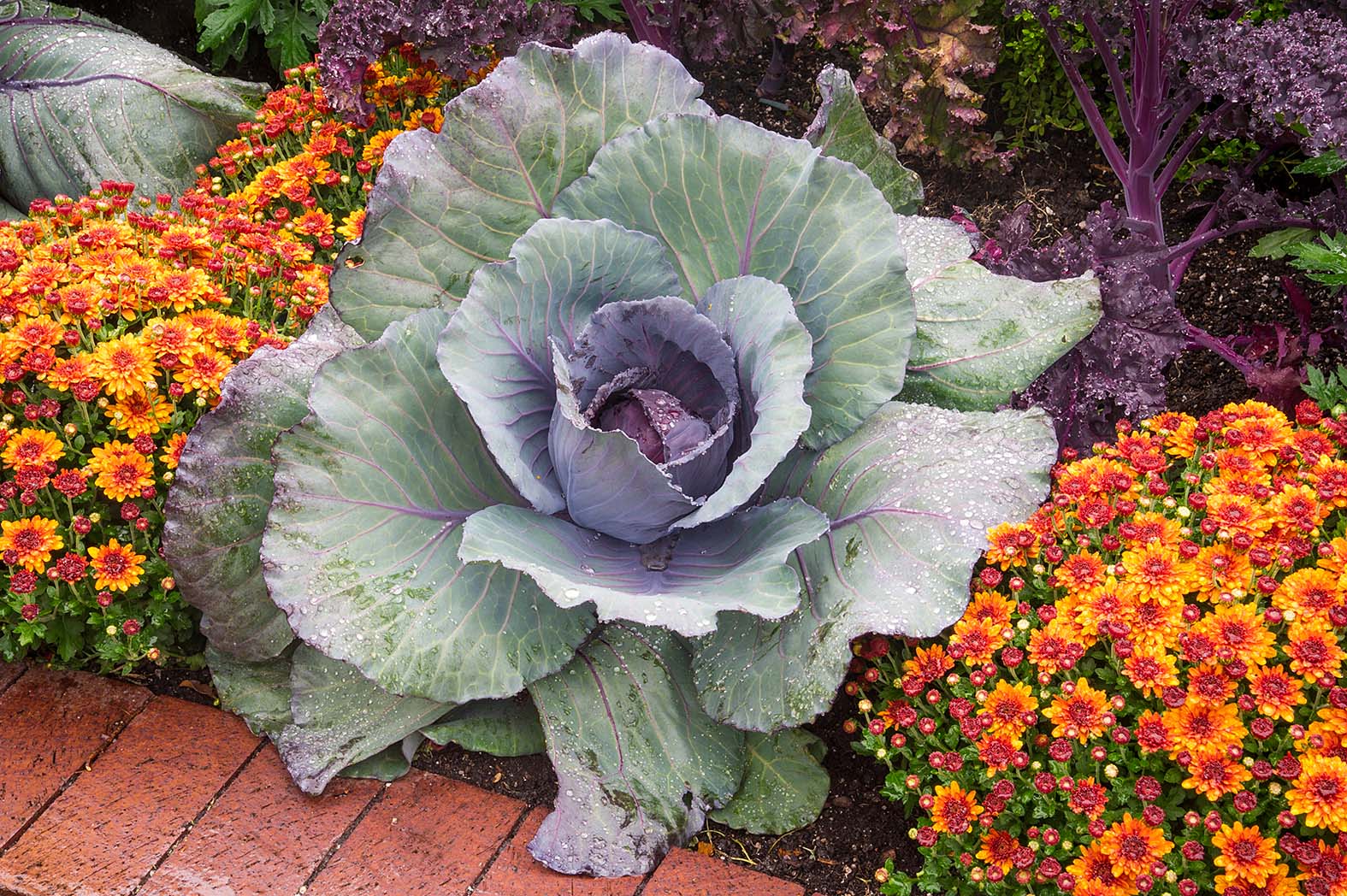 PHOTO: Fall cabbage