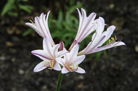 PHOTO: Peppermint surprise lily (Lycoris incarnata)