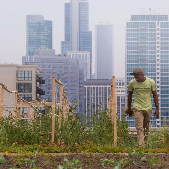 PHOTO: The rooftop garden at McCormick Place, Managed by Windy City Harvest.