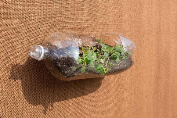 PHOTO: a 2 liter plastic bottle turned sideways and filled with soil and oregano plants is pinned to the wall.