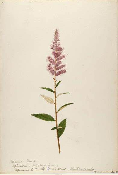ILLUSTRATION: Selection from Water-color Sketched of Plants of North America 1888 to 1910.